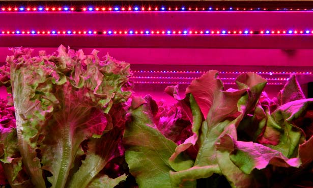 Đèn LED có thể giúp cây phát triển nhanh hơn và tốt hơn