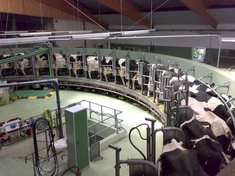 Tin được không? Đèn LED có tác dụng thúc đẩy quá trình sản xuất sữa bò!!!