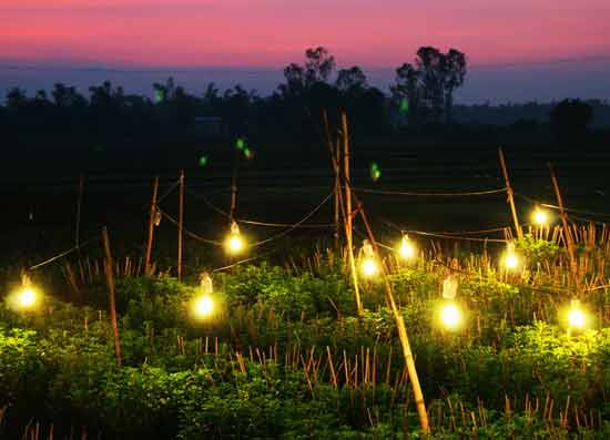9 lỗi cần tránh khi sử dụng đèn LED trồng cây